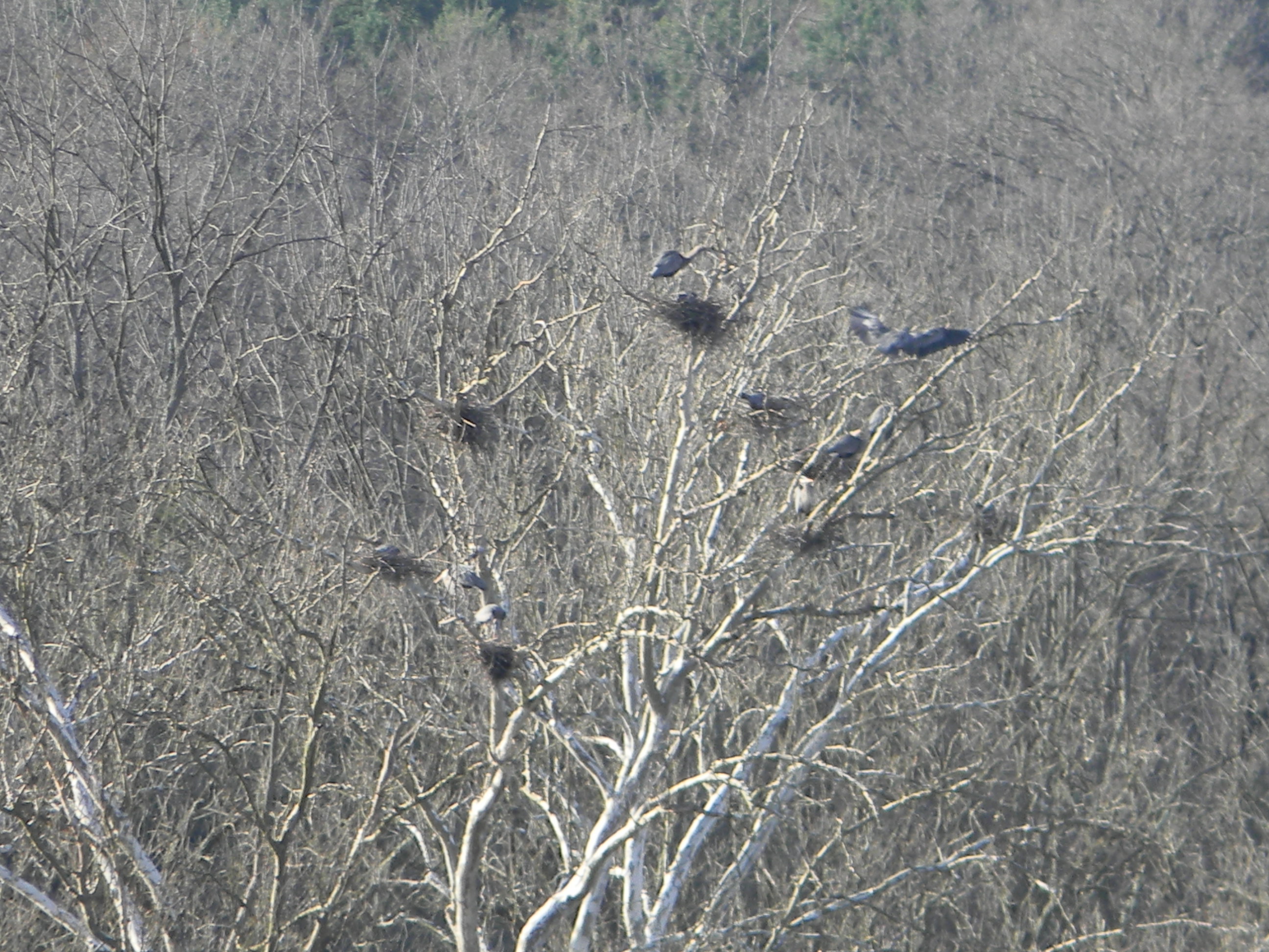 Rookery on the Allegheny River, Foxburg, PA
