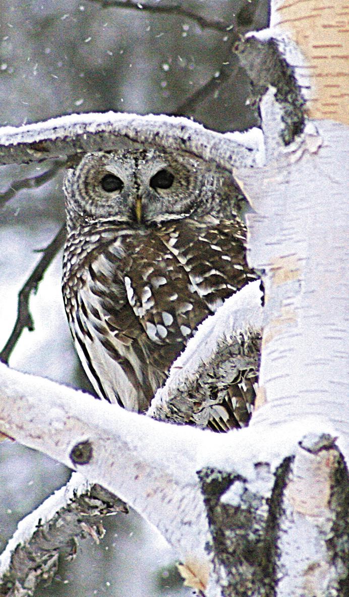 Foxburg Naturefest Owl Prowl