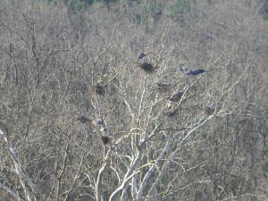 Rookery on the Allegheny River, Foxburg, PA