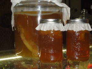 "Baby" SCOBY separating from "mother" SCOBY